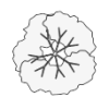 pgn_pln_tree02.armp