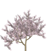 sakura01.png